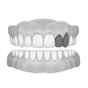 Canine & Lateral