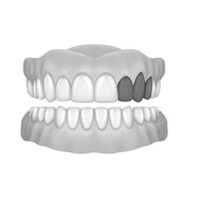 Lat - Canine - Premolar