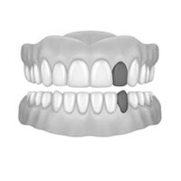 Top Lateral - Bottom Canine